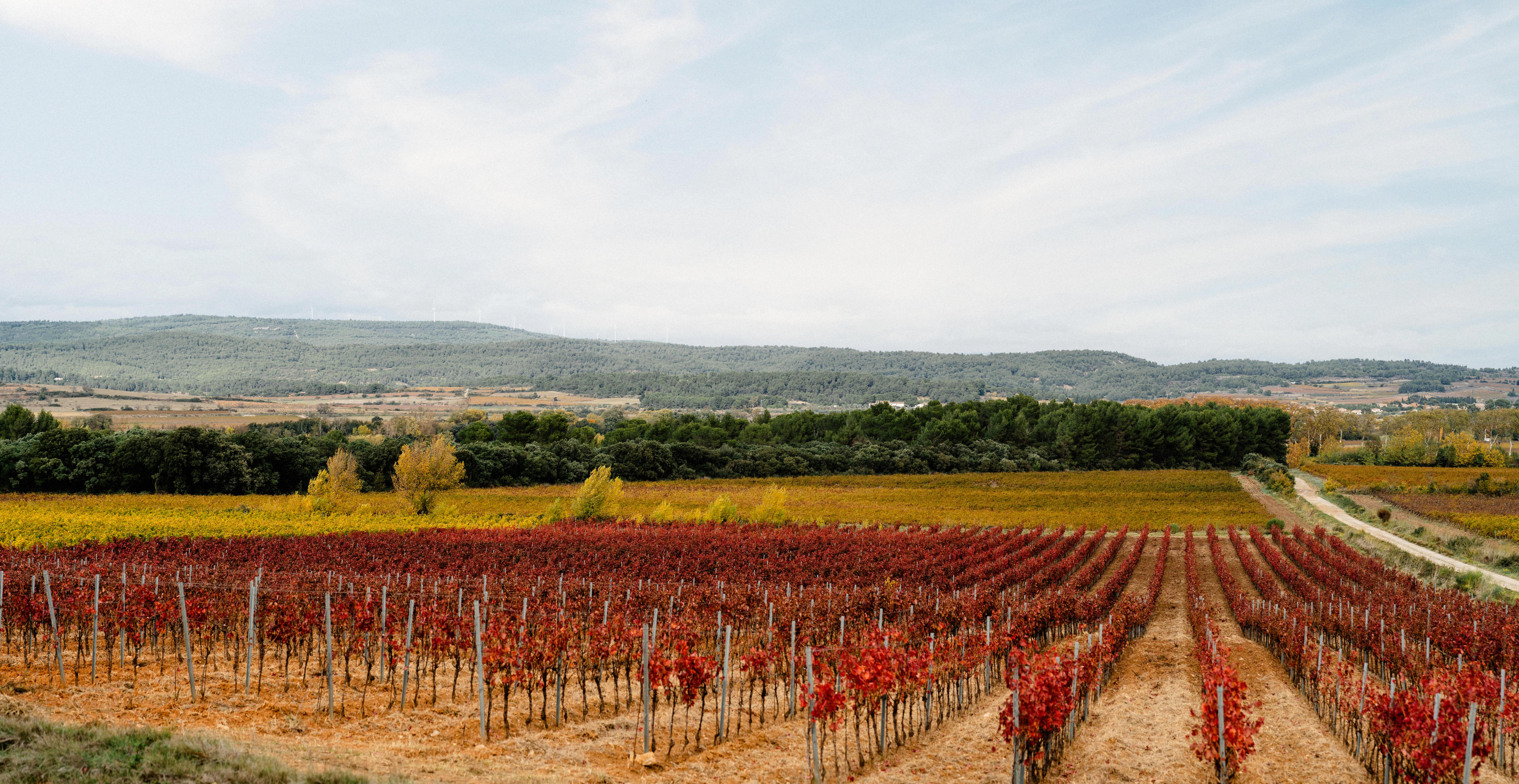 Vineyard landscape 4