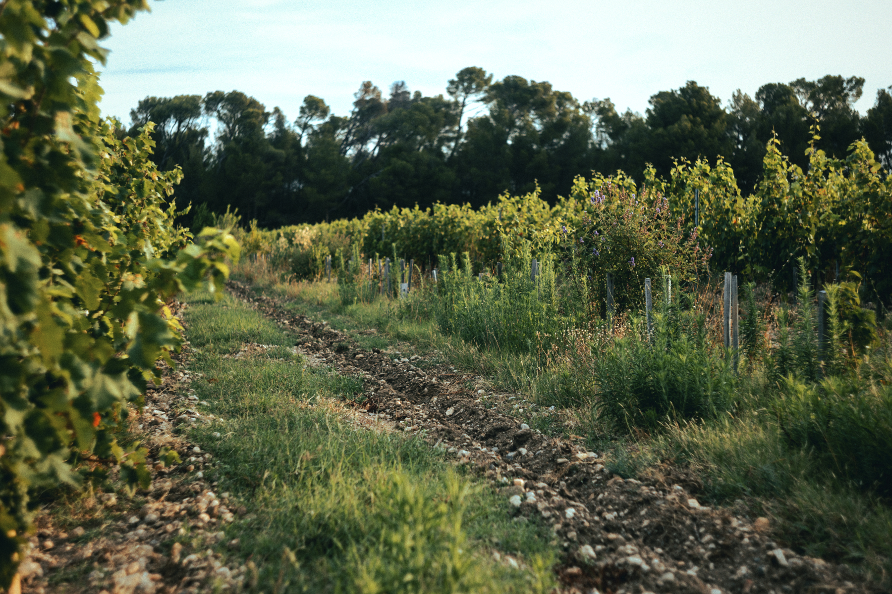 Vineyard landscape 3
